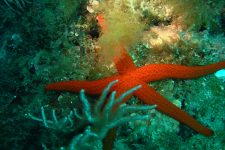 La plongée en Méditerranée