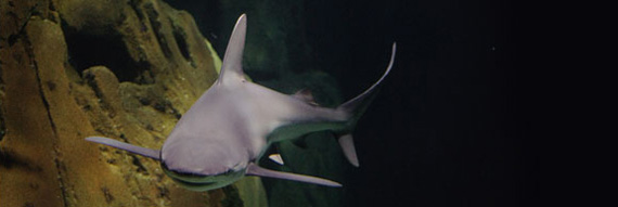 Requin de l'aquarium du Trocadéro