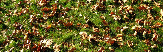 L'automne