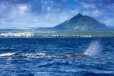 A l’île Maurice, j’ai plongé avec des cachalots