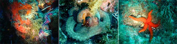 Les fonds de la réserve naturelle de Banyuls