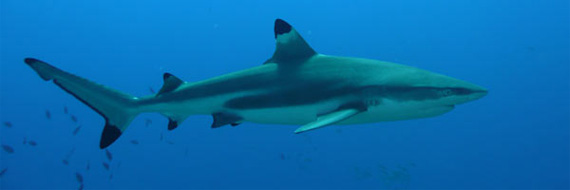 Requin de la Mer Rouge