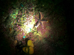 Etoile de mer
