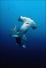 Requin marteau
