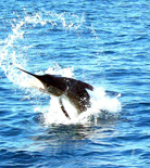 Sailfish
