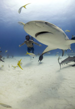 Requin