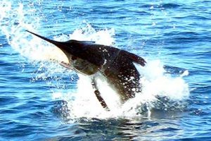 Lire la suite à propos de l’article Pêche au gros aux Seychelles
