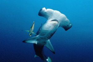 Lire la suite à propos de l’article Ma rencontre avec des requins marteaux