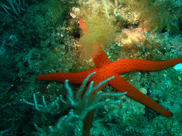 La plongée en Méditerranée