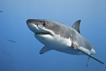 Arrêtons de massacrer les espèces sous-marines