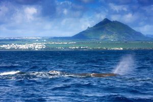 Lire la suite à propos de l’article A l’île Maurice, j’ai plongé avec des cachalots