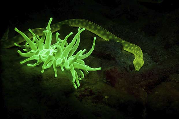 Voilà ce que l'on peut découvrir en faisant de la plongée fluo
