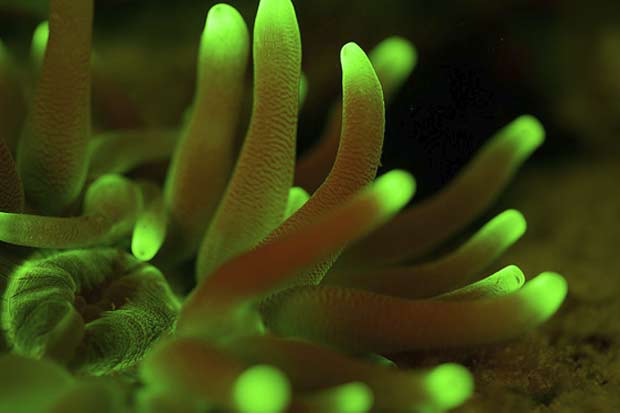 Incroyable non la plongée fluorescence ?