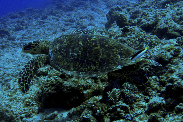 Tortue sous-marine à l'île Maurice
