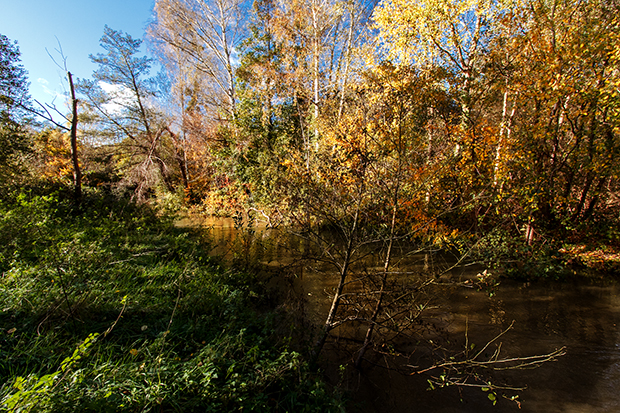 En forêt au bord de la rivière