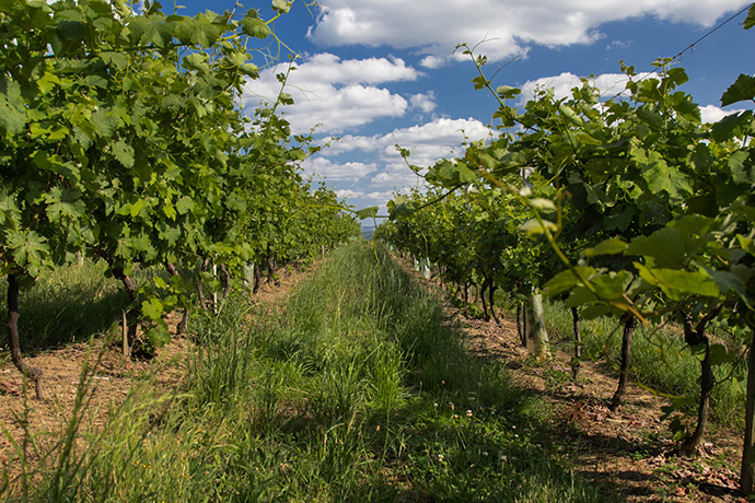 vignes