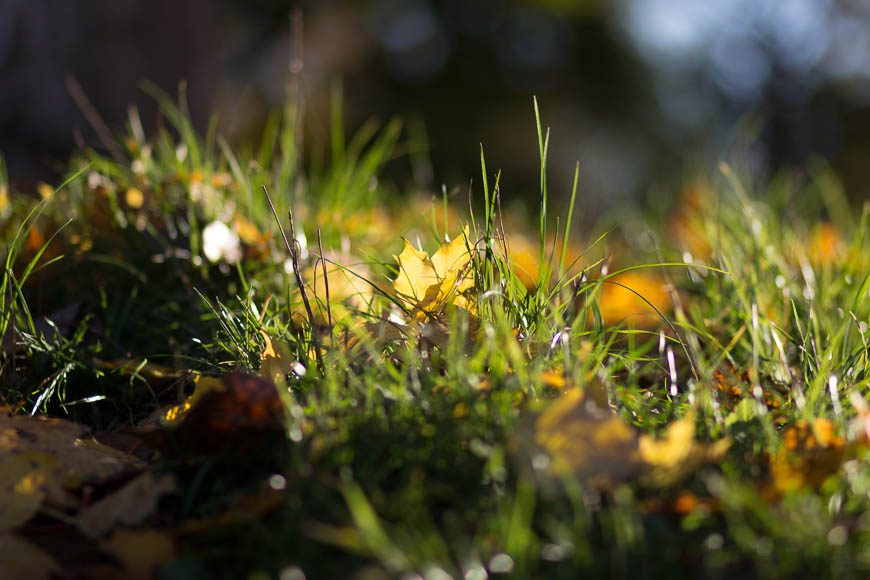 couleur-automne (12)
