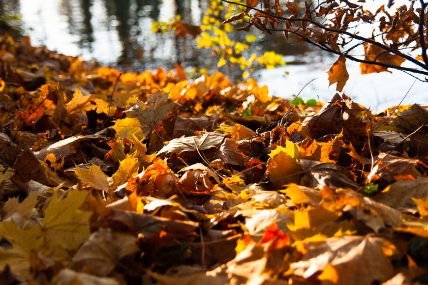 couleur-automne (6)