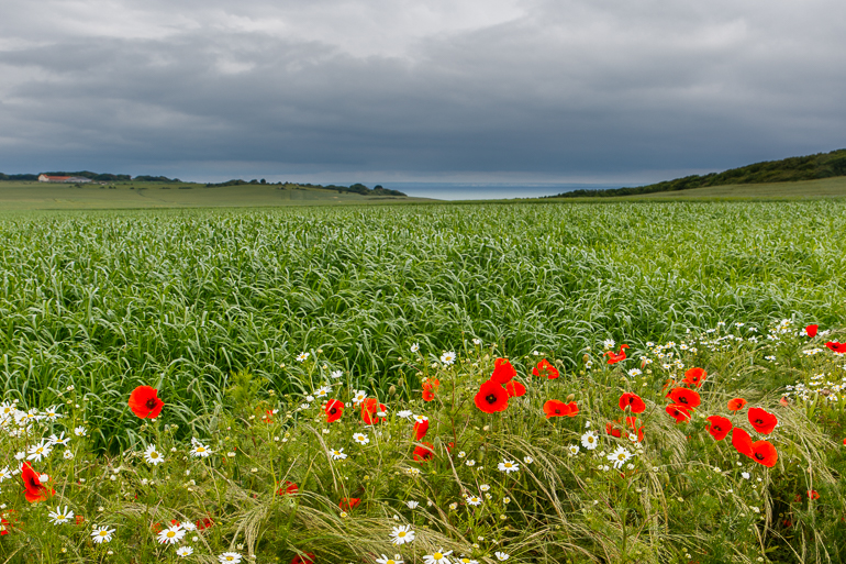 Champ de coquelicots avec vue sur mer