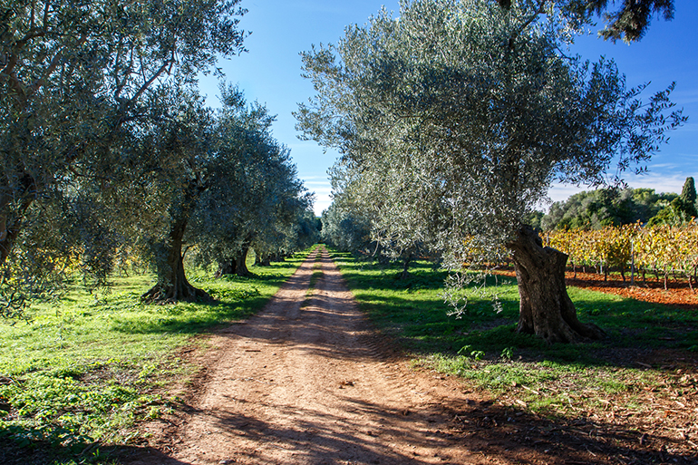 Une allée d’oliviers au milieu des vignes