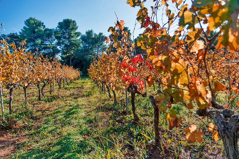Au milieu des vignes en automne 