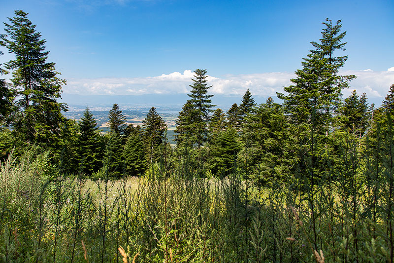Paysage de montagne 