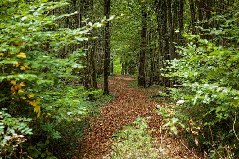 Les vents des forêts