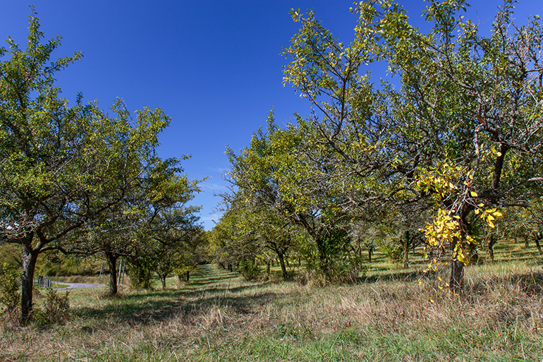 Les mirabelles de la Meuse